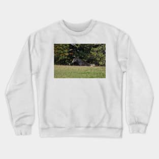 Foal Crewneck Sweatshirt